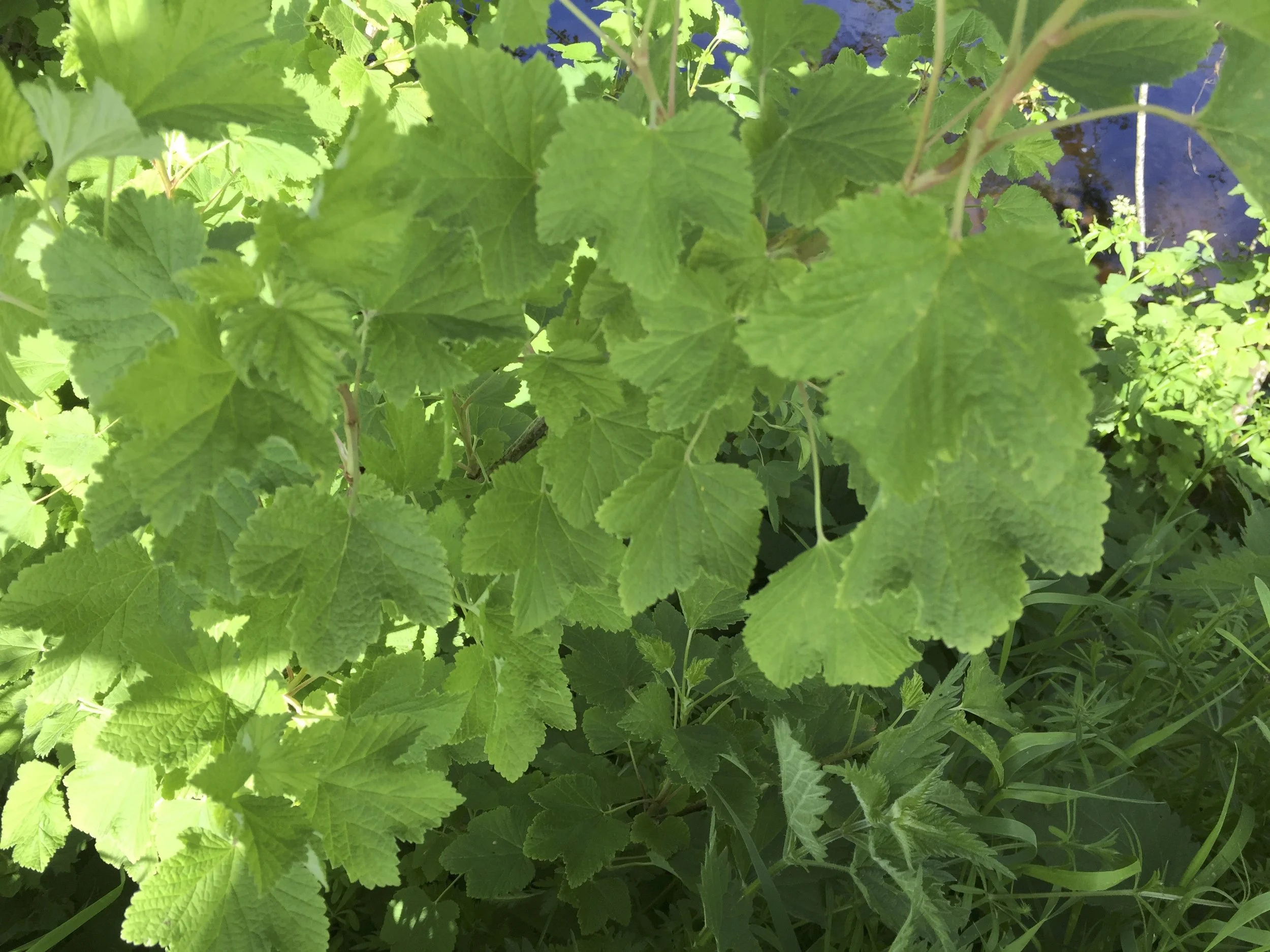 Ribes rubrum - Red Currant — BSBI VC77